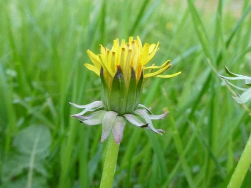 rundmaskros Taraxacum ancistrolobum