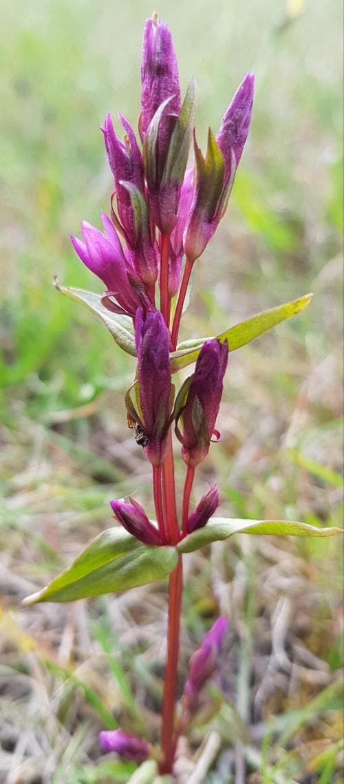 sen ängsgentiana Gentianella amarella var. amarella