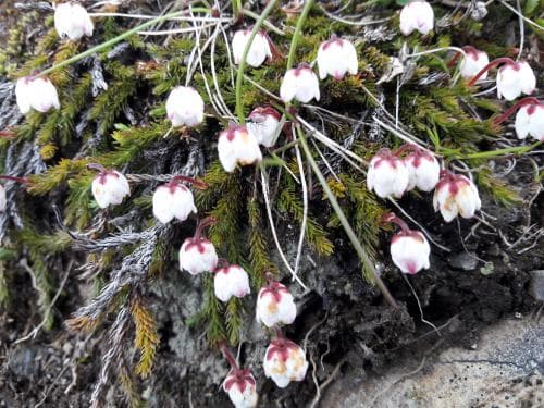 mossljung Harrimanella hypnoides