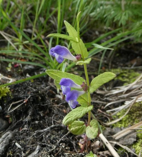 frossört Scutellaria galericulata