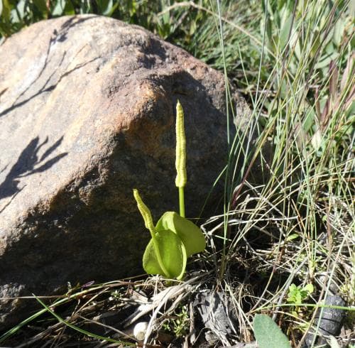 ormtunga Ophioglossum vulgatum