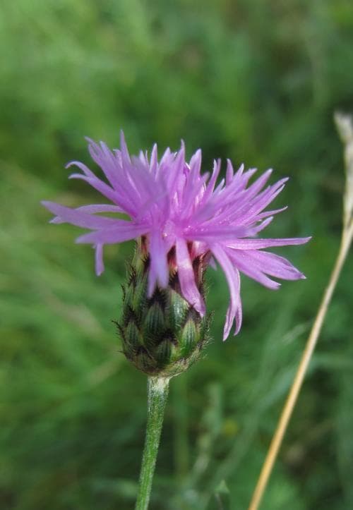 sandklint Centaurea stoebe