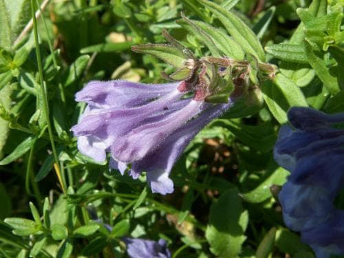toppfrossört Scutellaria hastifolia