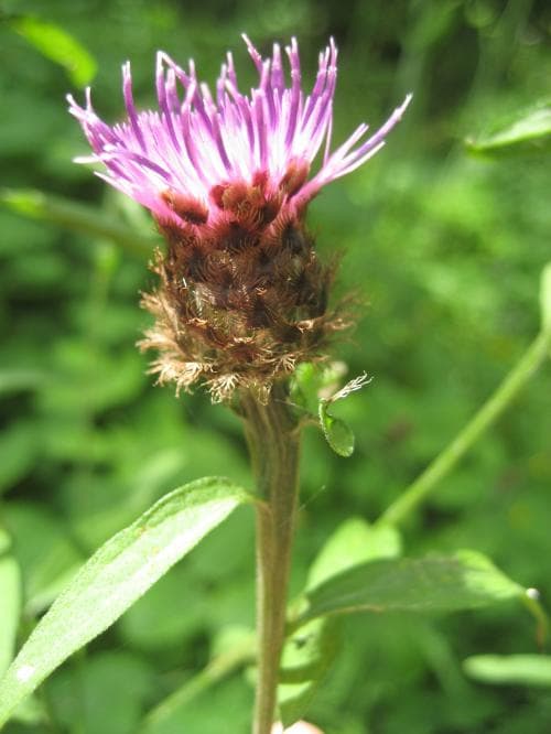 svartklint Centaurea nigra