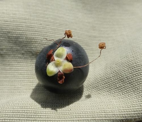 nordkråkbär Empetrum nigrum subsp. hermaphroditum
