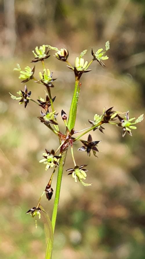 vårfryle Luzula pilosa