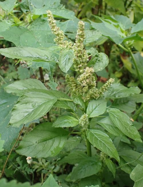 svinamarant Amaranthus retroflexus