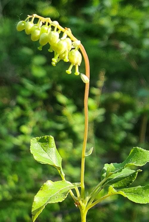 björkpyrola Orthilia secunda