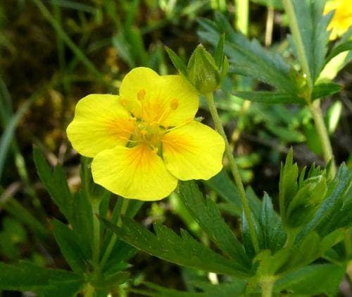 blodrot Potentilla erecta