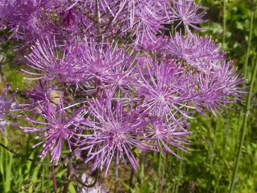 aklejruta Thalictrum aquilegiifolium