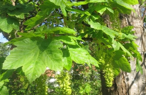 tysklönn Acer pseudoplatanus