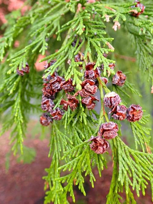 ädelcypress Chamaecyparis lawsoniana
