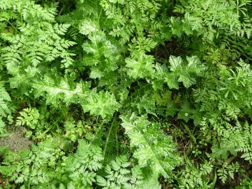 mjukakantus Acanthus mollis