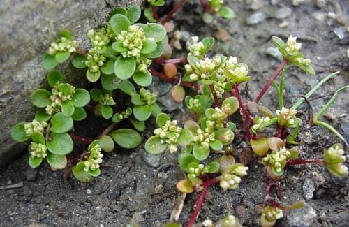 dvärgsyra Koenigia islandica