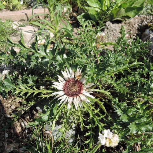 silvertistel Carlina acaulis