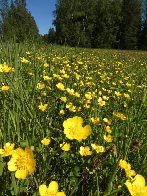 revsmörblomma Ranunculus repens