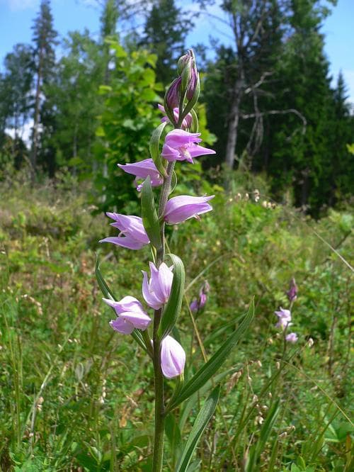 röd skogslilja Cephalanthera rubra
