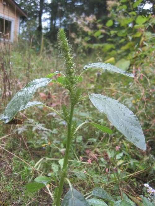 nålamarant Amaranthus hybridus subsp. hybridus