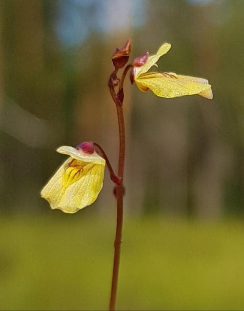 dvärgbläddra Utricularia minor