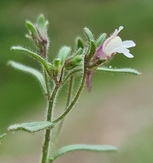 småsporre Chaenorhinum minus