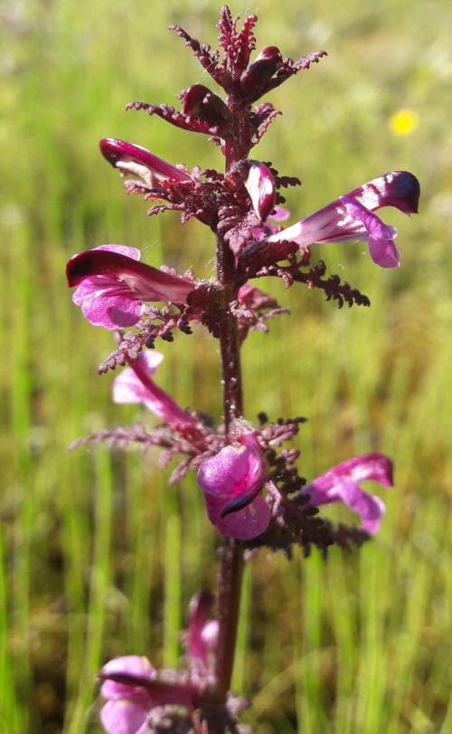 nordspira Pedicularis palustris subsp. borealis