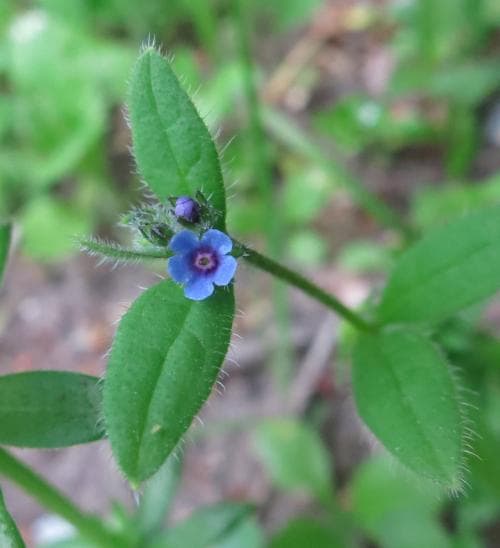 paddfot Asperugo procumbens