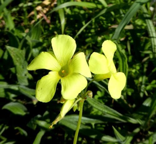 getoxalis Oxalis pes-caprae