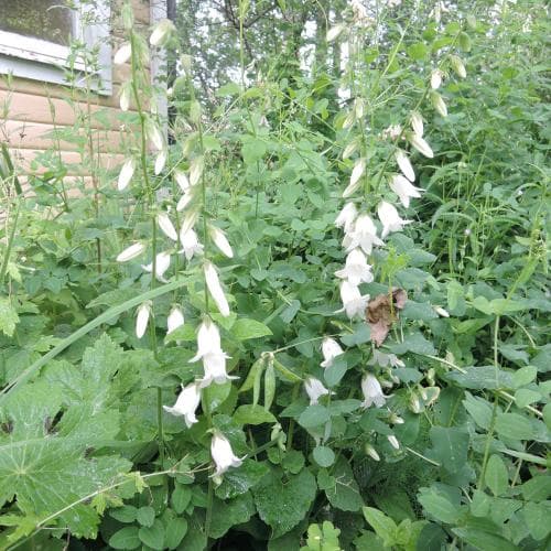 hjärtklocka Campanula alliariifolia