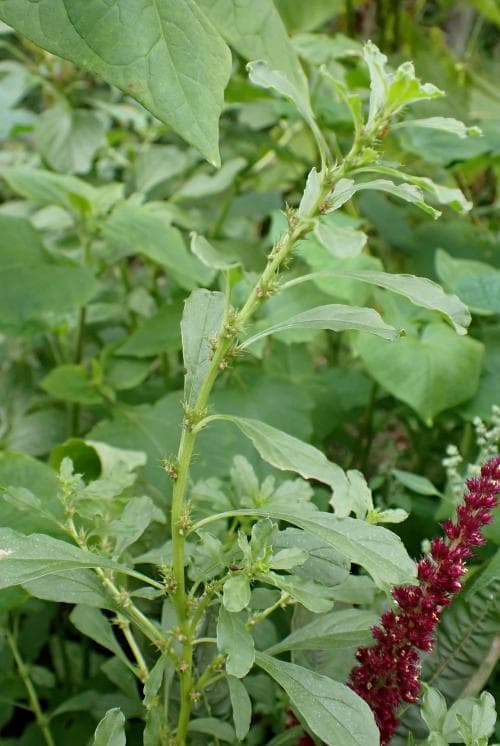 vit amarant Amaranthus albus