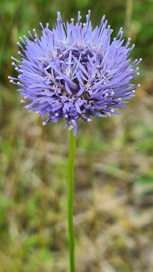 blåmunkar Jasione montana