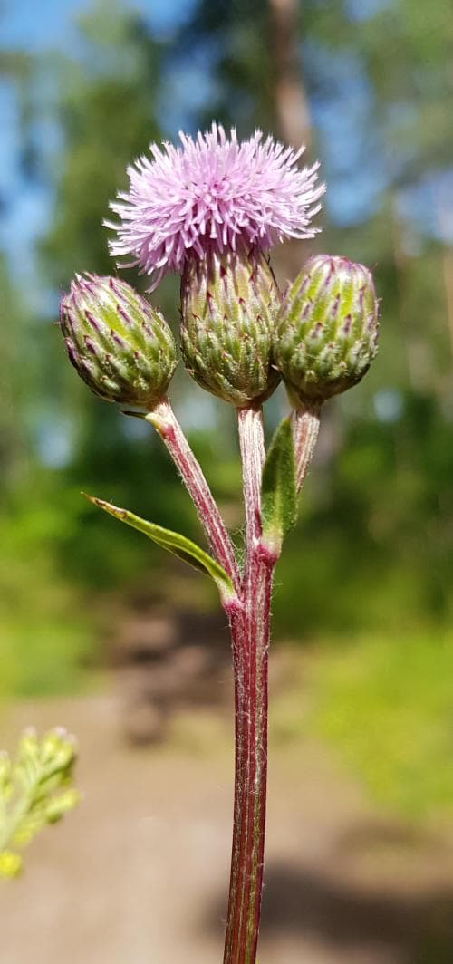 vanlig åkertistel Cirsium arvense var. arvense