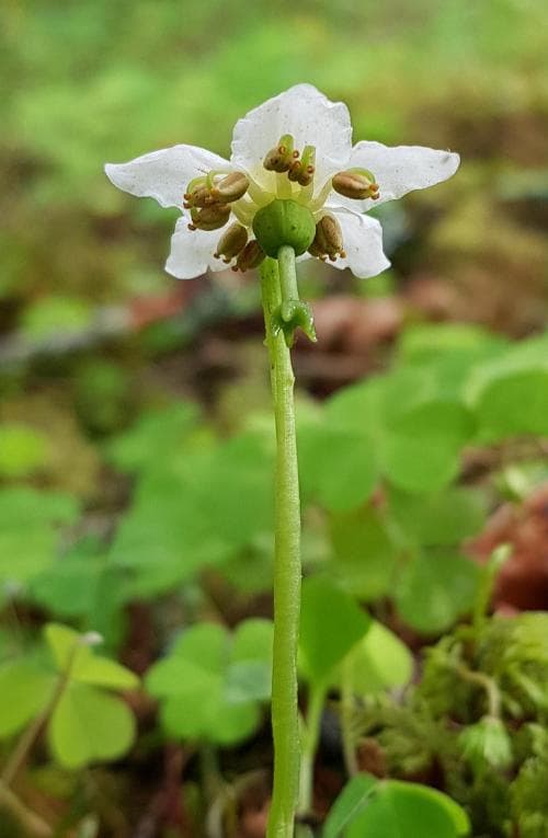 ögonpyrola Moneses uniflora