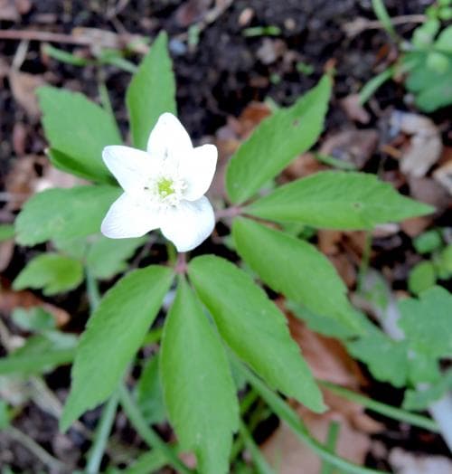 trillingsippa Anemone trifolia