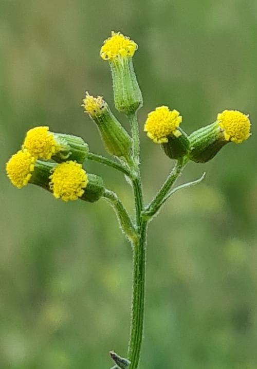 bergkorsört Senecio sylvaticus