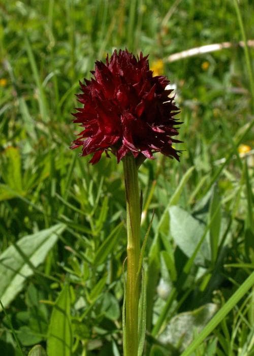 brunkulla Gymnadenia nigra