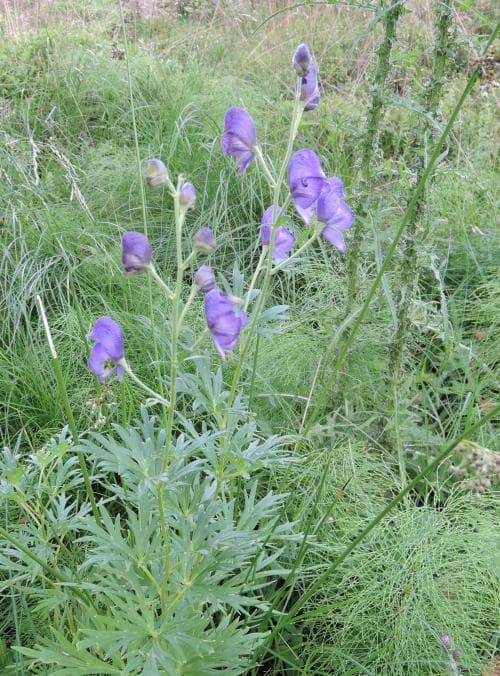 äkta stormhatt Aconitum napellus subsp. lusitanicum