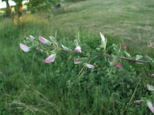 puktörne Ononis spinosa subsp. procurrens