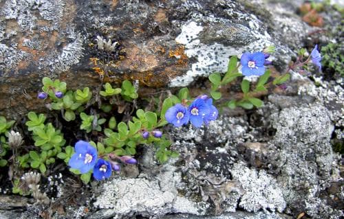 klippveronika Veronica fruticans