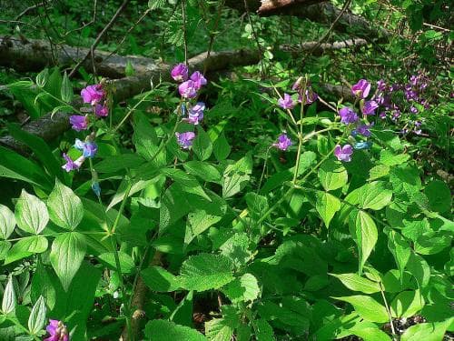 bredbladig vårärt Lathyrus venetus