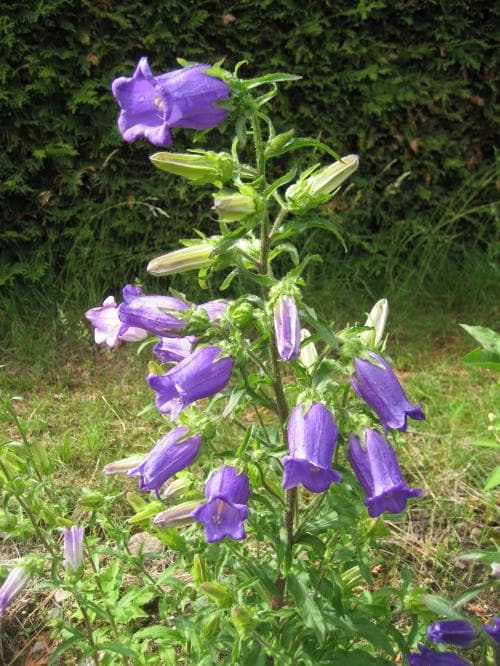 mariaklocka Campanula medium