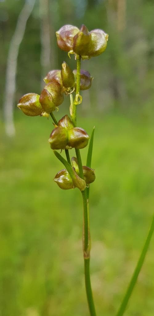 kallgräs Scheuchzeria palustris
