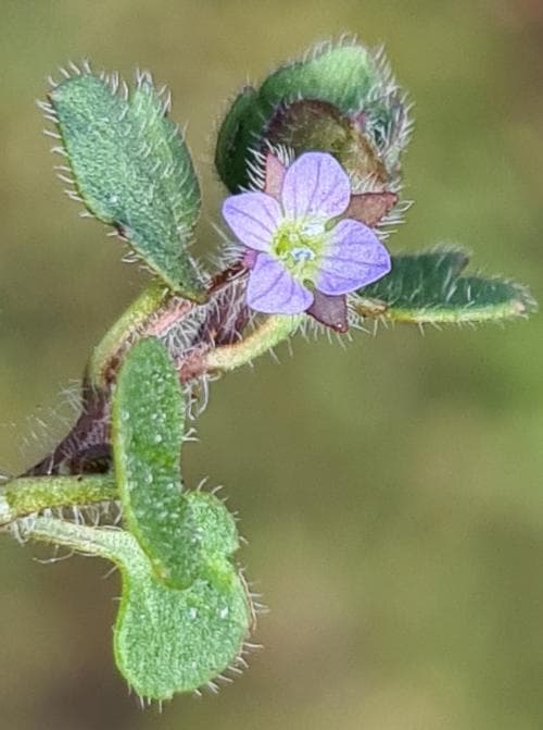skuggveronika Veronica hederifolia subsp. lucorum