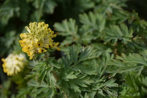 sibirisk nunneört Corydalis nobilis