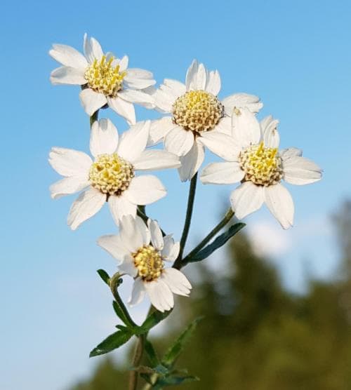vanlig nysört Achillea ptarmica var. ptarmica