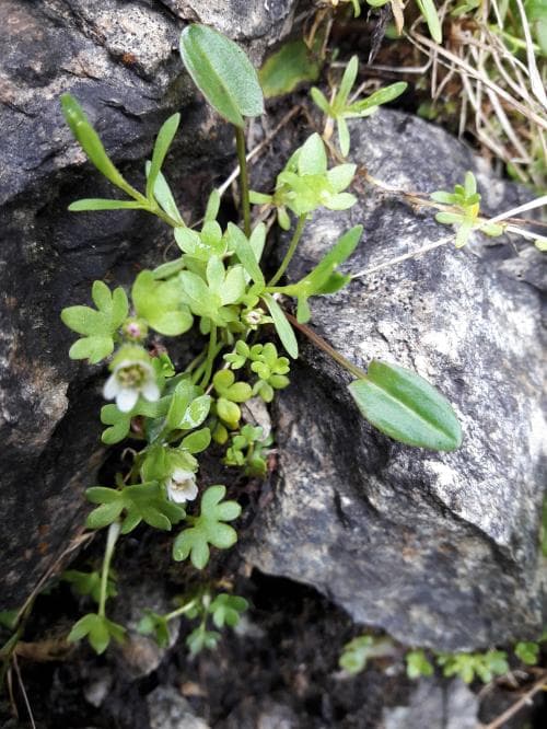snöbräcka Saxifraga rivularis
