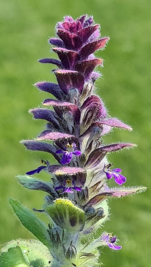 blåsuga Ajuga pyramidalis