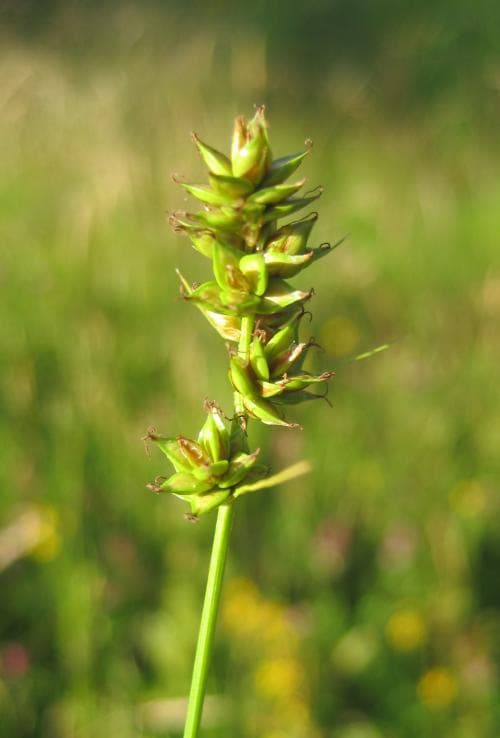 snårstarr Carex pairae