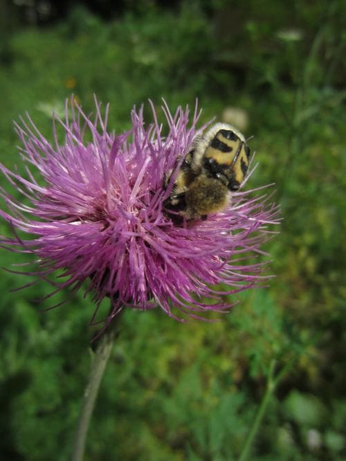 bantistel Cirsium canum