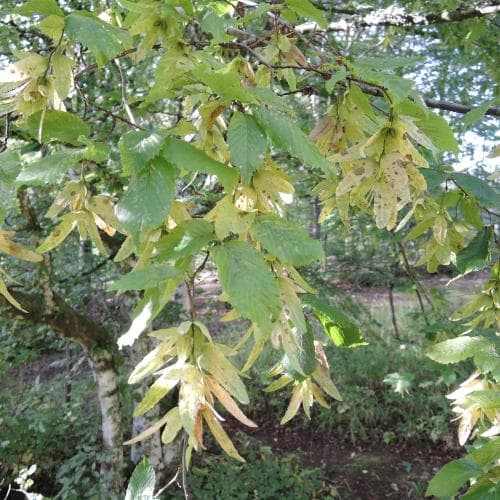 avenbok Carpinus betulus