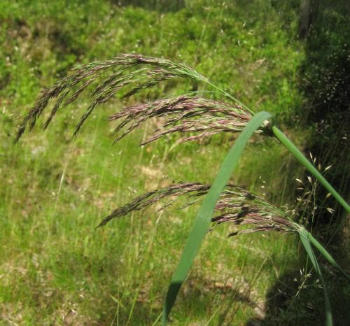 brunrör Calamagrostis phragmitoides